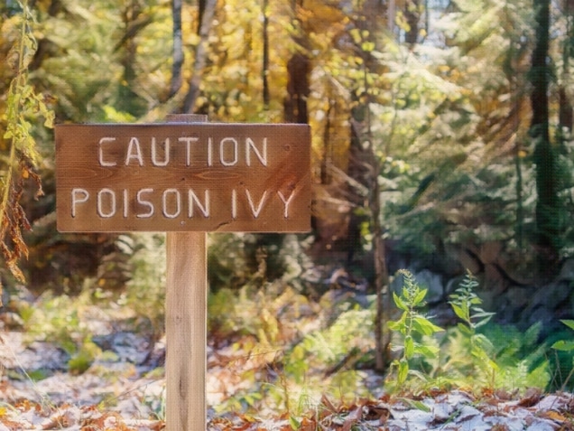 Brown sign with the words Caution Poison Ivy in a forest setting
