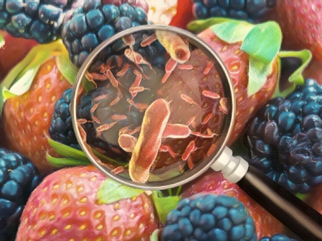 Contaminated food concept and tainted meal poisoning symbol resulting in illness due to dangerous toxic bacteria