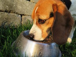 Illnesses Total 16 in Diamond Pet Food Recall