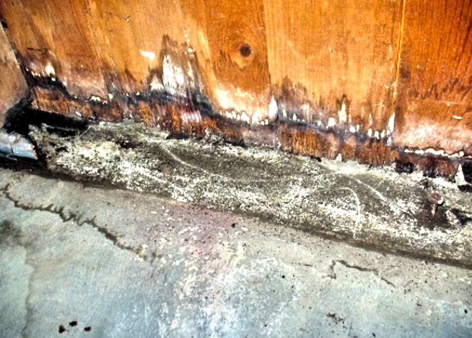 statute of limitations for mold cases
