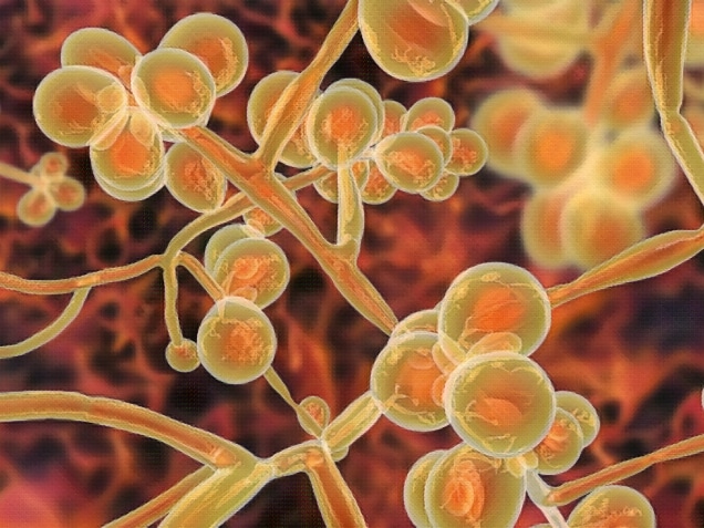Candida Auris fungi, emerging multidrug resistant fungus, 3D illustration. Concept of Aspartame Linked to Cancer Do You Have Grounds to Sue